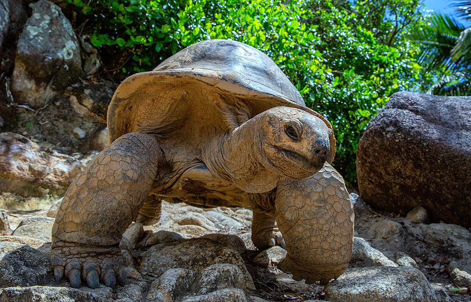 /upload/iblock/7e0/Moyenne_Island_Seychelles_SS_9763.jpg